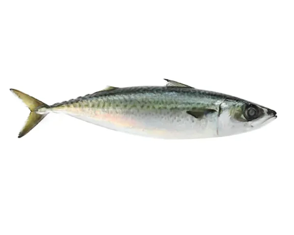 Chub Mackerel frs loc CTG cap RC